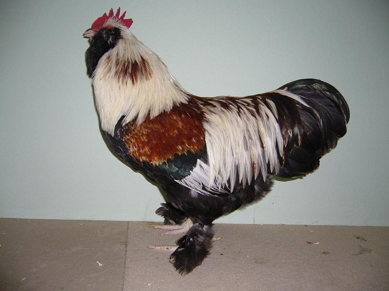 Muenster 2008 767.jpg - Deutsche Zwerg Lachshühner lachsfarbig von Friedich Edler Preis HV96 LVE